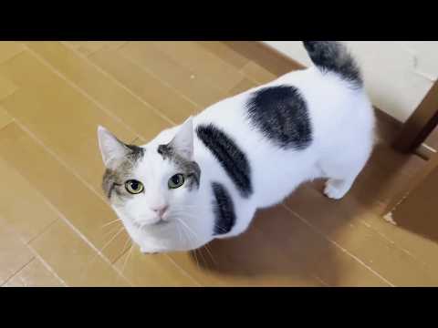 寝室に入れてもらえず、散歩にも行けず、やけ食いする猫(YouTube)