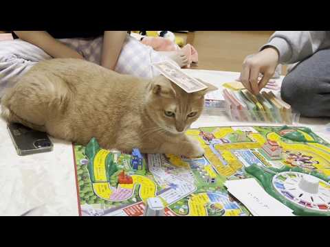 遊ぶならトランプよりも人生ゲームで遊んでほしい猫(YouTube)