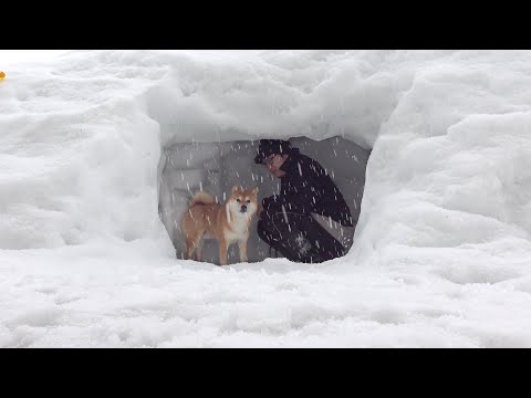 雪大好きな柴犬に訪れる突然のゲリラ雪‥隠れ家にこもる事態に。(YouTube)