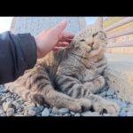 海辺の神社に行くと、キジトラ猫がお出迎えしてくれた(YouTube)