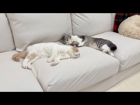 いつもと違う時間に「ご飯食べる？」と聞いてみたら腹ペコな猫たちがこうなりましたwww(YouTube)