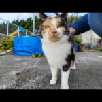 漁港の倉庫で寝ていた三毛猫ちゃん顔を見ると起きてモフられにきた(YouTube)