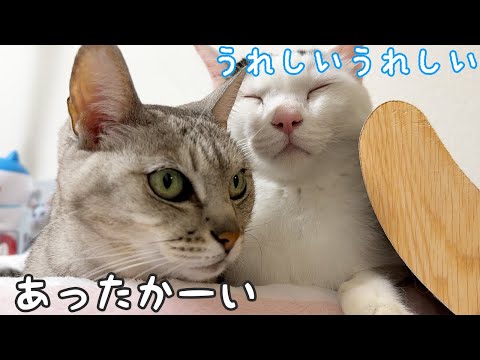 お正月の猫たちはこんな感じで過ごしてました！(YouTube)