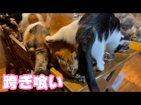 必殺跨ぎ喰い  2025 01 12 1(YouTube)