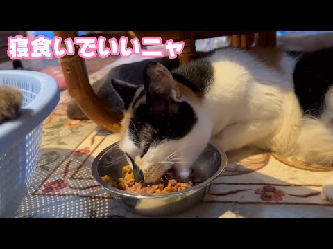 寝食いでいいニャ  チャメ   2025 01 22 2(YouTube)