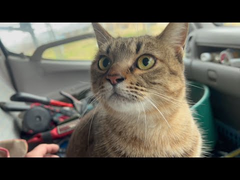 寒さに凍えていた猫を車に乗せてあげたら・・(YouTube)