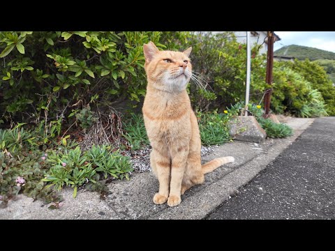 猫島の漁港で出会った茶トラ猫ちゃんがカワイイ(YouTube)
