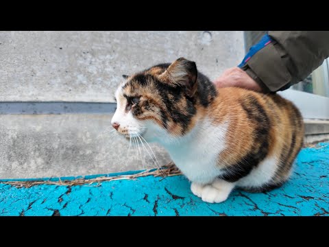 寒いけど今日は何故か外にいる三毛猫ちゃん(YouTube)