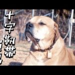 【十字靭帯損傷】土佐ピットのケンくんその後のご報告(YouTube)