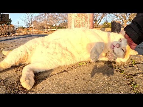 茶シロ猫が人間と一緒にベンチへお出掛けしてコテンと寝転がる(YouTube)