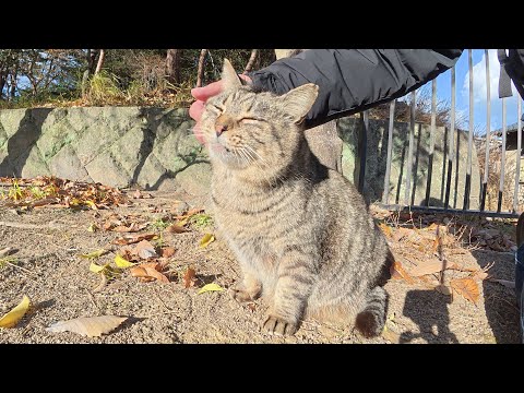 太ったキジトラ猫と美猫の茶トラ猫の仲良しカップル(YouTube)