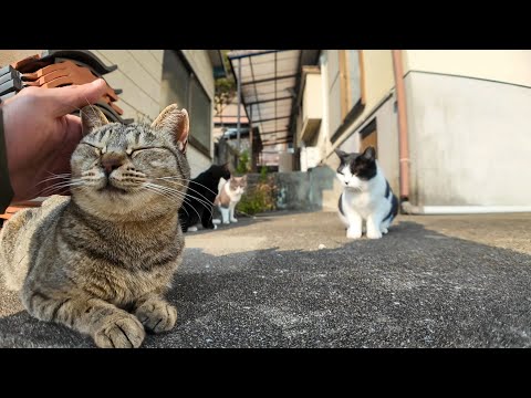 猫島で道端にいる猫を撫でるとどこからともなく猫達が集まってくる(YouTube)
