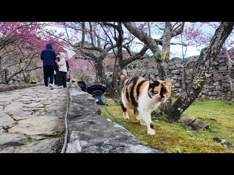 桜まつり開催中ですがいつもの城内パトロールは欠かさない城主の三毛猫ちゃん(YouTube)