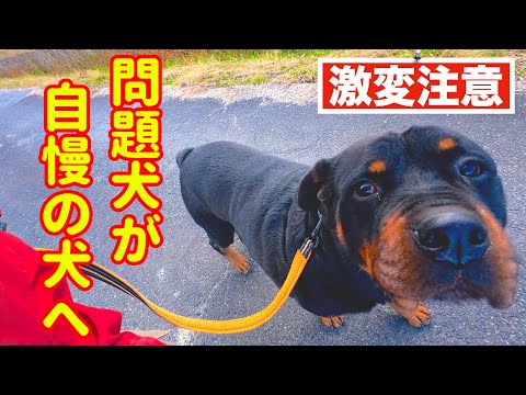 【理想のドッグライフ】たった二つの事で激変します！(YouTube)
