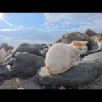 テトラポットの隙間で暮らす猫達が海辺に出てきて日光浴をする(YouTube)