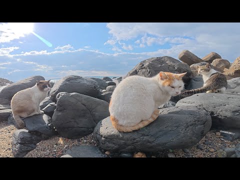 テトラポットの隙間で暮らす猫達が海辺に出てきて日光浴をする(YouTube)