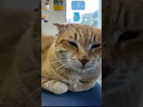フェリーの切符売り場は猫カフェ#猫 #猫島 #猫カフェ(YouTube)