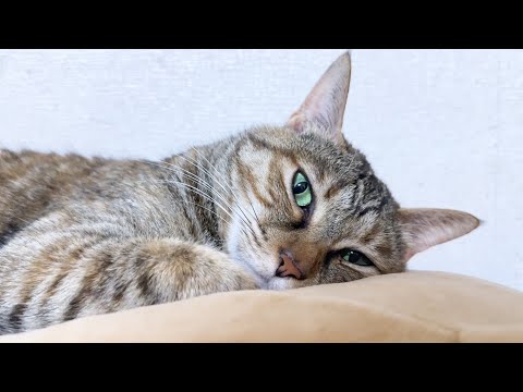 お姉ちゃん猫をずっと見続けていた末っ子猫がついに感染？！(笑)(YouTube)