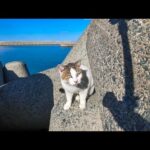 テトラポットにいた猫ちゃんモフられに出てきた(YouTube)