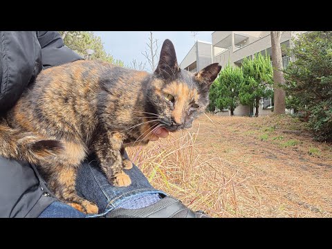 サビ猫をひざの上に誘ったら渋々のってきてくれた(YouTube)