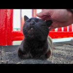 神社の赤い橋の所にいた黒猫ちゃん(YouTube)