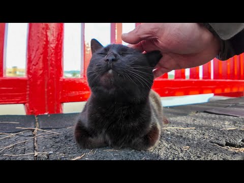 神社の赤い橋の所にいた黒猫ちゃん(YouTube)