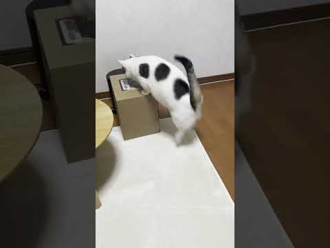おい、押すな、押すなってば(YouTube)