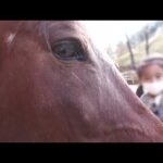 ウマ (六甲山牧場) 2021年11月20日(YouTube)