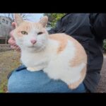 ミルクティー猫ちゃんが駆け寄ってきてひざの上にちょこんと座る(YouTube)