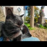 猫島の港近くのベンチに座ると猫が膝の上に乗ってきた(YouTube)