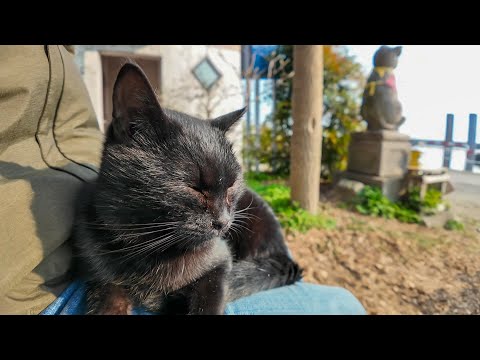 猫島の港近くのベンチに座ると猫が膝の上に乗ってきた(YouTube)