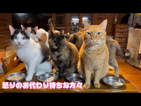 怒りながらお代わりを待つ猫達  2025 01 16 1(YouTube)