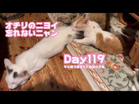 オチリのニヨイも忘れないニャン  牛小屋で産まれた最後の子猫 Orion Day119  2025 01 08 1(YouTube)