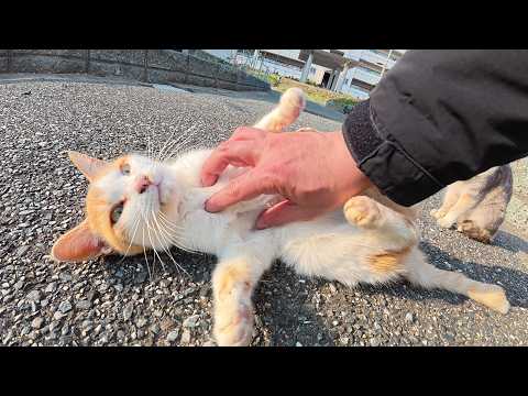 ツンデレ率高めの茶シロ猫軍団と交流する(YouTube)