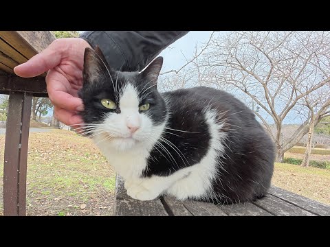 3匹の猫がテーブルに座って猫会議を開いていた(YouTube)