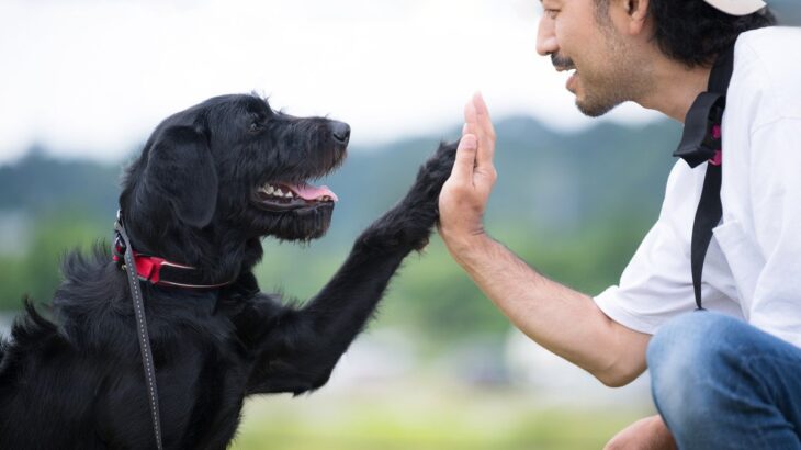 犬の『愛してる』サイン5選　愛犬と両思いになる方法や絆をより深めるためにできることまで(ブログ)
