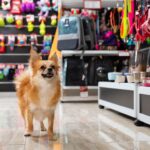 飼い主が避けるべき『犬用品』6選　買わない方がいいグッズや危険な理由まで(ブログ)