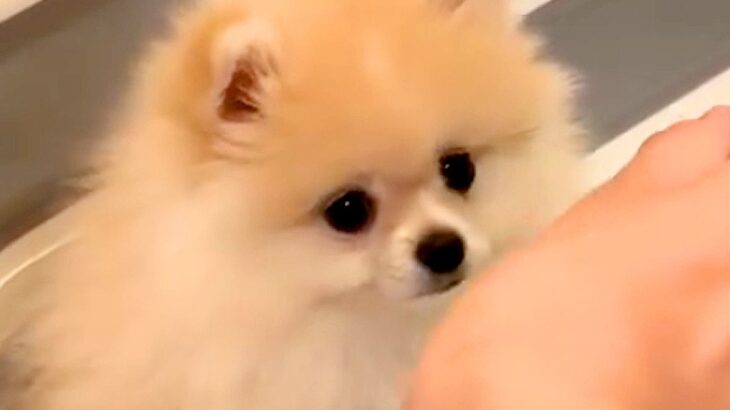 ふわふわポメの赤ちゃんを『初めてお風呂に入れた』結果…まさかの『別犬になってしまう光景』が3万再生「だれ…？ｗ」「でも可愛い」と絶賛(ブログ)