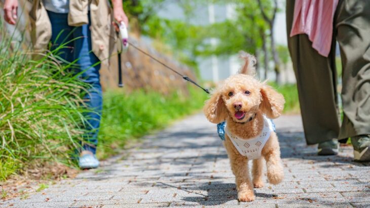 犬の散歩ルートは毎日変えたほうがいい？愛犬に合わせた方法から注意すべきポイントまで(ブログ)