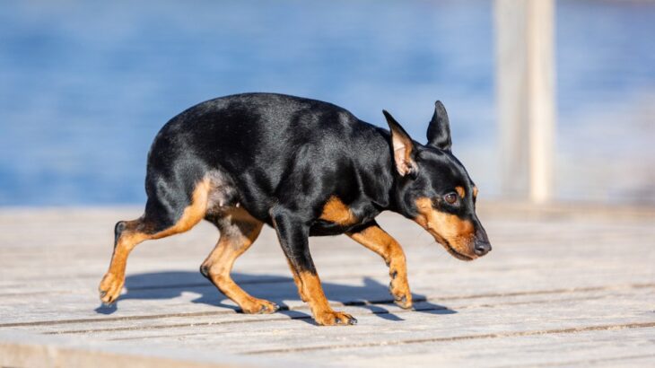 犬が普段より低い姿勢で歩く理由とは　どんな原因があるの？病気が隠れている可能性まで解説(ブログ)