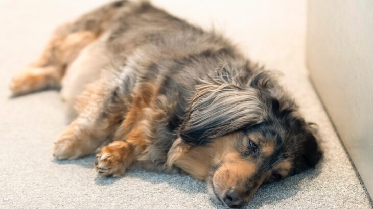 犬が突然立てなくなる6つの原因とは　可能性のある病気から適切な対処法まで解説(ブログ)