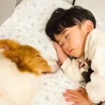 ちいさな男の子が眠りそうになったら、犬が…ほっこりが止まらない『尊すぎる寝かしつけ』が32万再生「癒し効果絶大」「なんて幸せなの」と絶賛(ブログ)