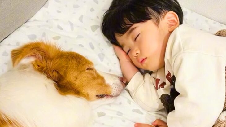 ちいさな男の子が眠りそうになったら、犬が…ほっこりが止まらない『尊すぎる寝かしつけ』が32万再生「癒し効果絶大」「なんて幸せなの」と絶賛(ブログ)