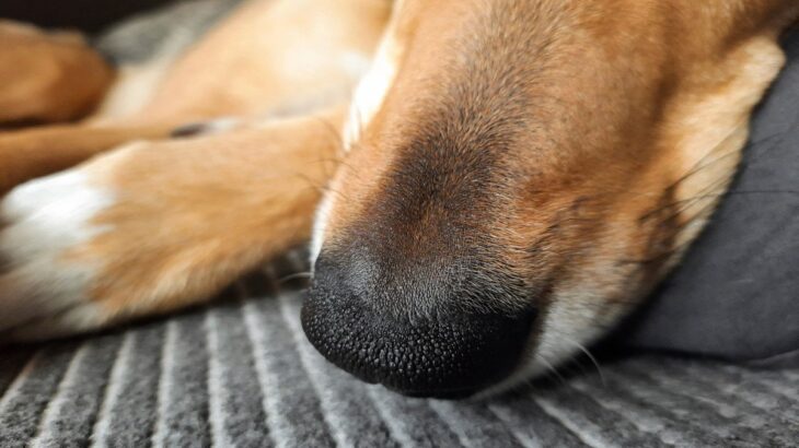 犬の鼻がいつも濡れているのはなぜ？乾燥しているときに確認すべきポイントとは(ブログ)