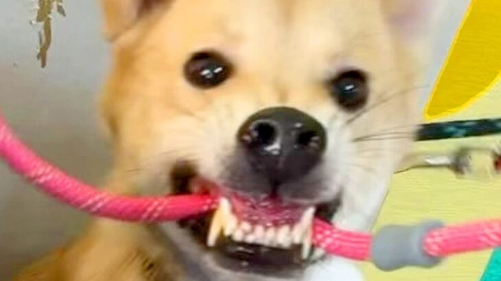 リードを怖がり『1年間お散歩に行けなかった元野犬』が…泣けてくる『初めてのお散歩をする光景』が104万再生「感動した」「プロって凄い」(ブログ)