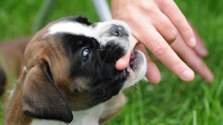犬が『人に噛みついた』ときの心理5つ　攻撃性が高まる理由から対処法までご紹介(ブログ)