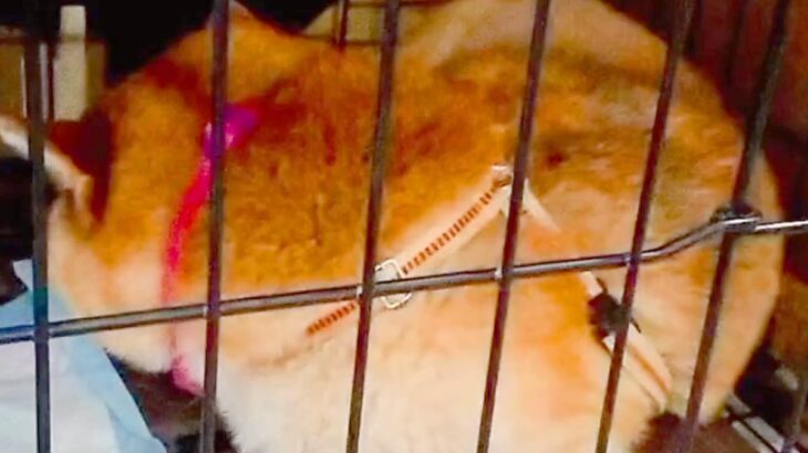『5年間も繁殖するために飼われていた犬』を保護した結果…当時では考えられない『嘘のような変化』に涙が止まらないと107万再生の反響(ブログ)