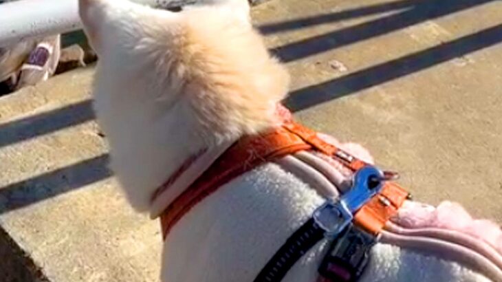 公園で犬と散歩をしているつもりが…まさかの『別の動物まで引き連れてしまう光景』が7万再生「食パンと間違われた？ｗ」「モテモテ」と爆笑(ブログ)