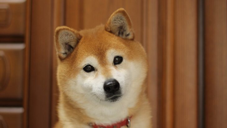 犬は人間の言葉をどのくらい理解できているの？愛犬に声を掛けるときに意識したいことまで(ブログ)