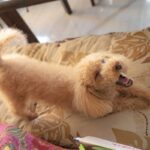 犬が体を『ぐーっと伸ばす』理由６選　愛犬が伸びをするときの心理や治療が必要な状況とは？(ブログ)